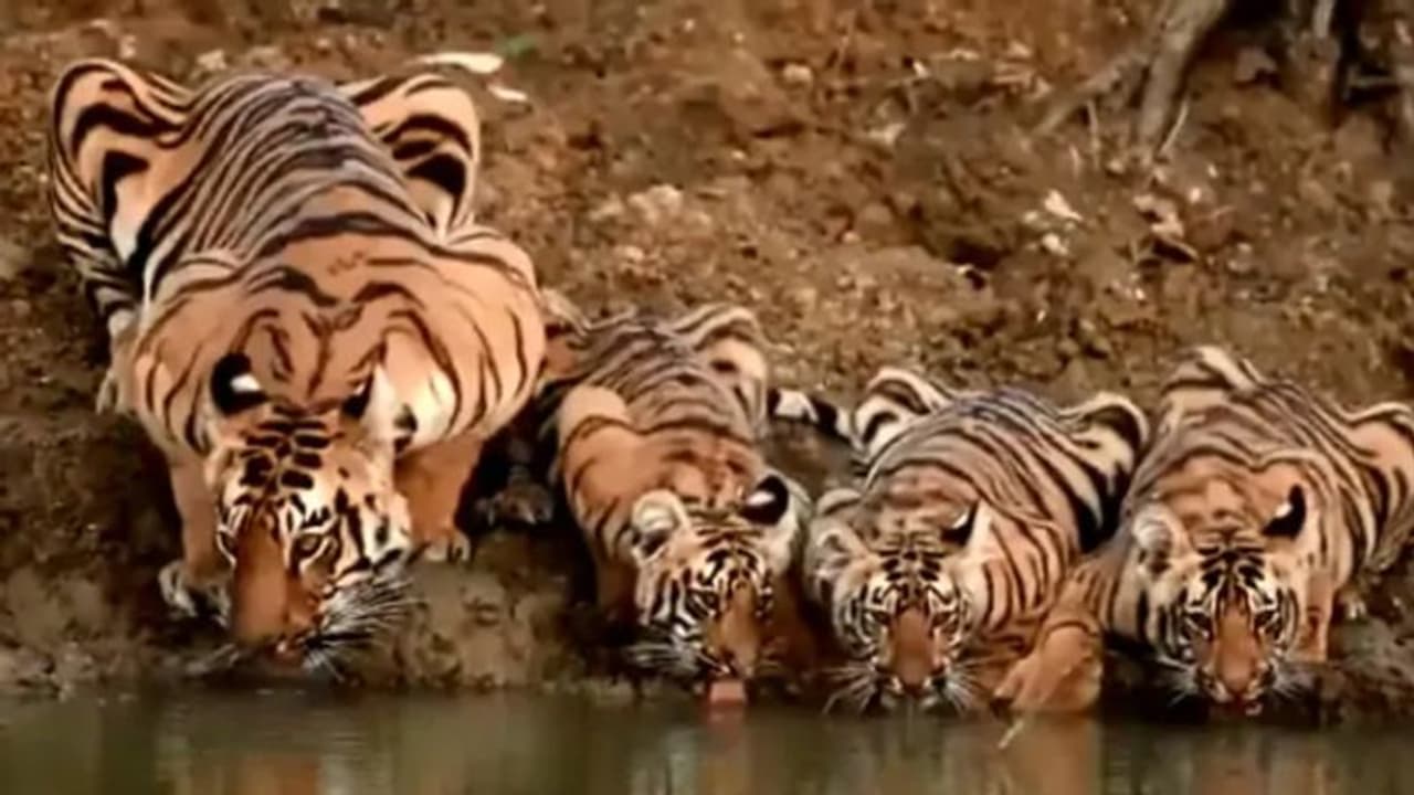 ഒരുമിച്ച് വെള്ളം കുടിക്കാനെത്തിയ അമ്മയും മക്കളും; മനോഹരം ഈ കടുവക്കുടുംബം