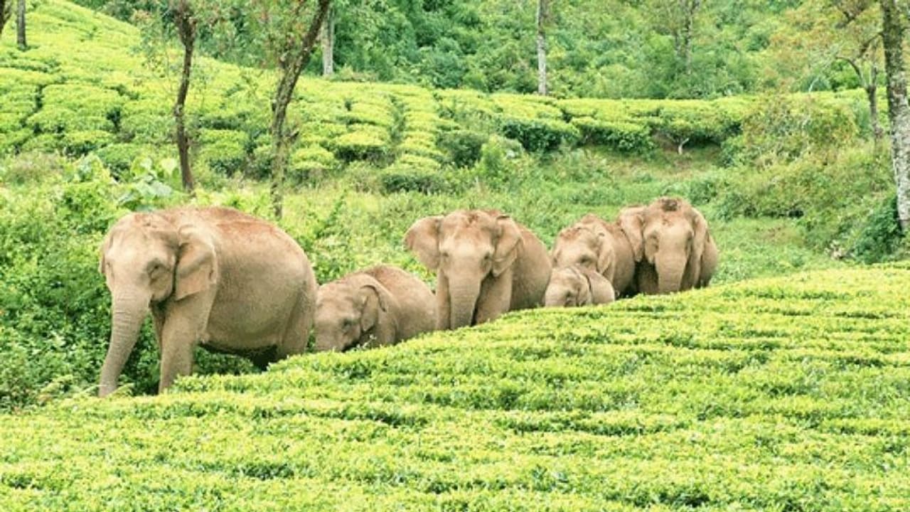 ಜಂಟಲ್‌ಮನ್ ಆನೆಗಳಿಗೆ ದಾರಿ ಬಿಡುವುದು ಮನುಷ್ಯನ ಕರ್ತವ್ಯ: ಸುಪ್ರೀಂಕೋರ್ಟ್!