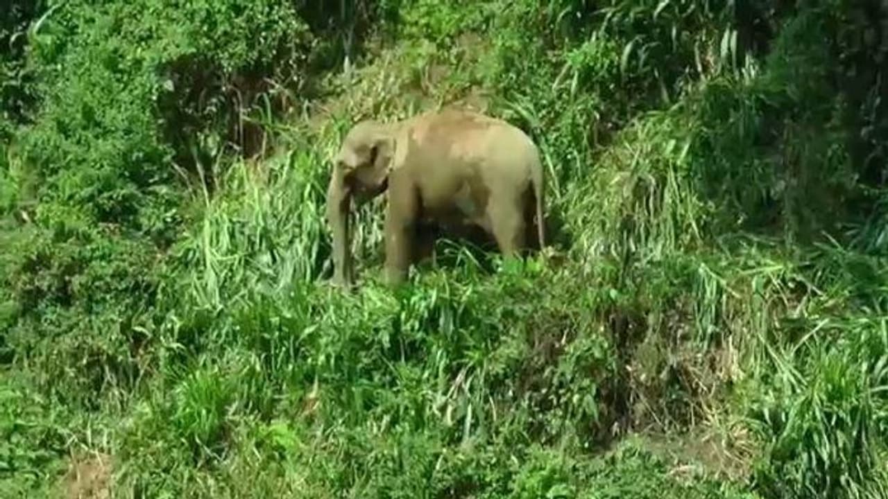 குட்டியின் யானையின் காலில் பழுத்திருக்கும் கட்டி..! வலியால் வனப்பகுதிக்குள் செல்லமுடியால் தவிப்பு..! குட்டியின் யானையின் காலில் பழுத்திருக்கும் கட்டி..! வலியால் வனப்பகுதிக்குள் செல்லமுடியால் தவிப்பு..!