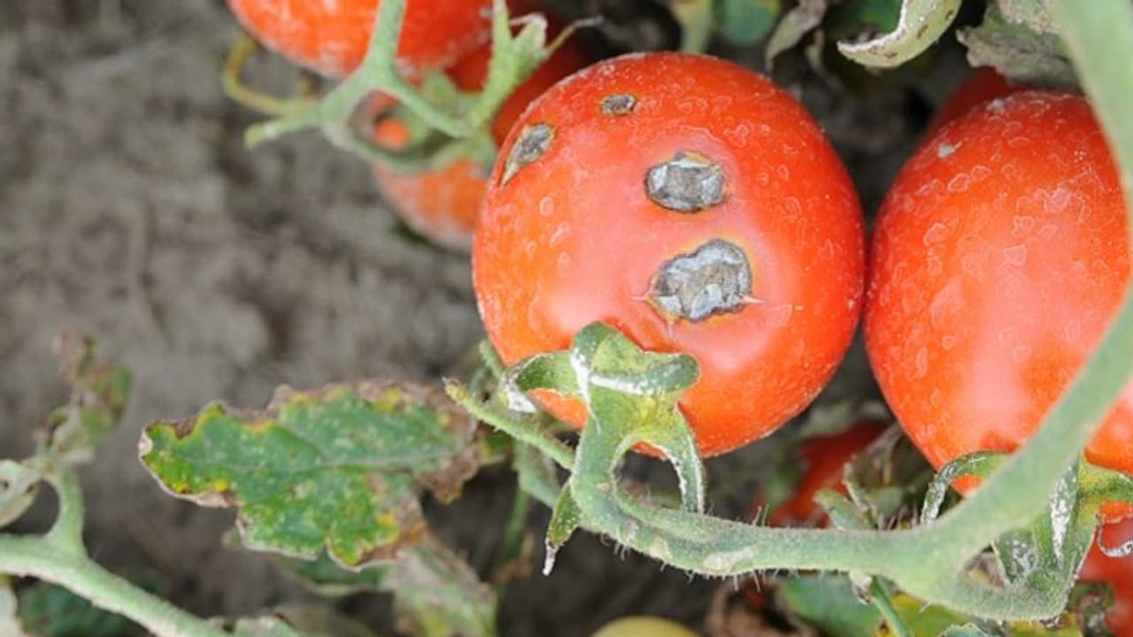 ಆಲೂ, ಟೊಮೆಟೋಗೆ ಅಂಗಮಾರಿ ರೋಗ, ಬೆಳೆ ನಾಶ