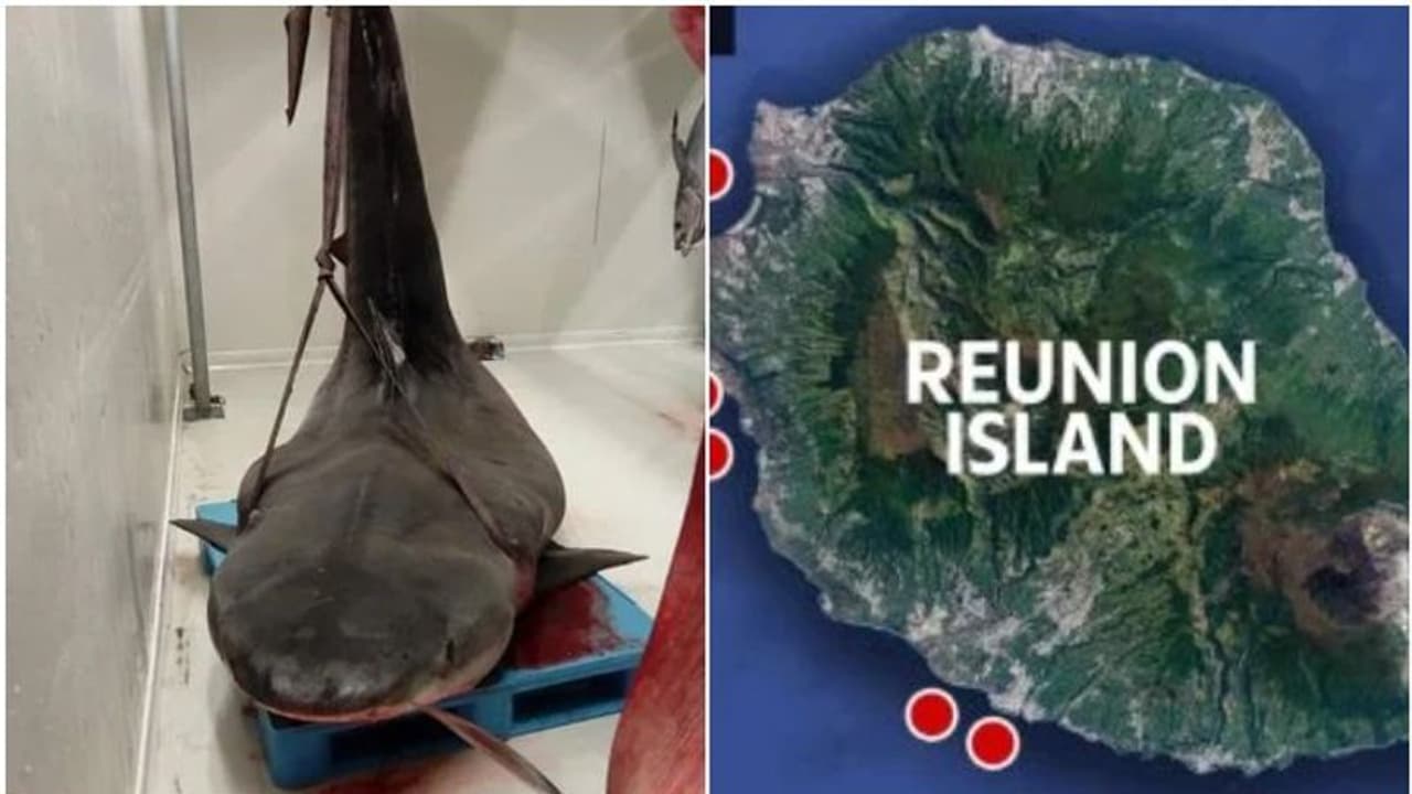 ഭര്‍ത്താവിനെ കാണാനില്ല, ഒടുവില്‍ കണ്ടെത്തിയത് സ്രാവിന്‍റെ വായില്‍, തിരിച്ചറിഞ്ഞത് വിവാഹമോതിരം കണ്ട്