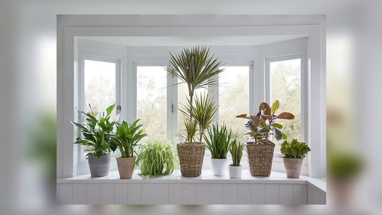 ইকো ফ্রেন্ডলি ভাবে সাজিয়ে তুলুন আপনার সাধের কোজি বারান্দাটি, রইল তার কিছু সহজ টিপস