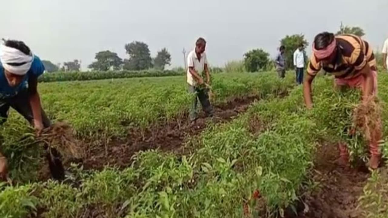 ಕೊಪ್ಪಳ: ಅಧಿಕಾರಿ ಯಡವಟ್ಟು, ಸಂಕಷ್ಟದಲ್ಲಿ ಅನ್ನದಾತ