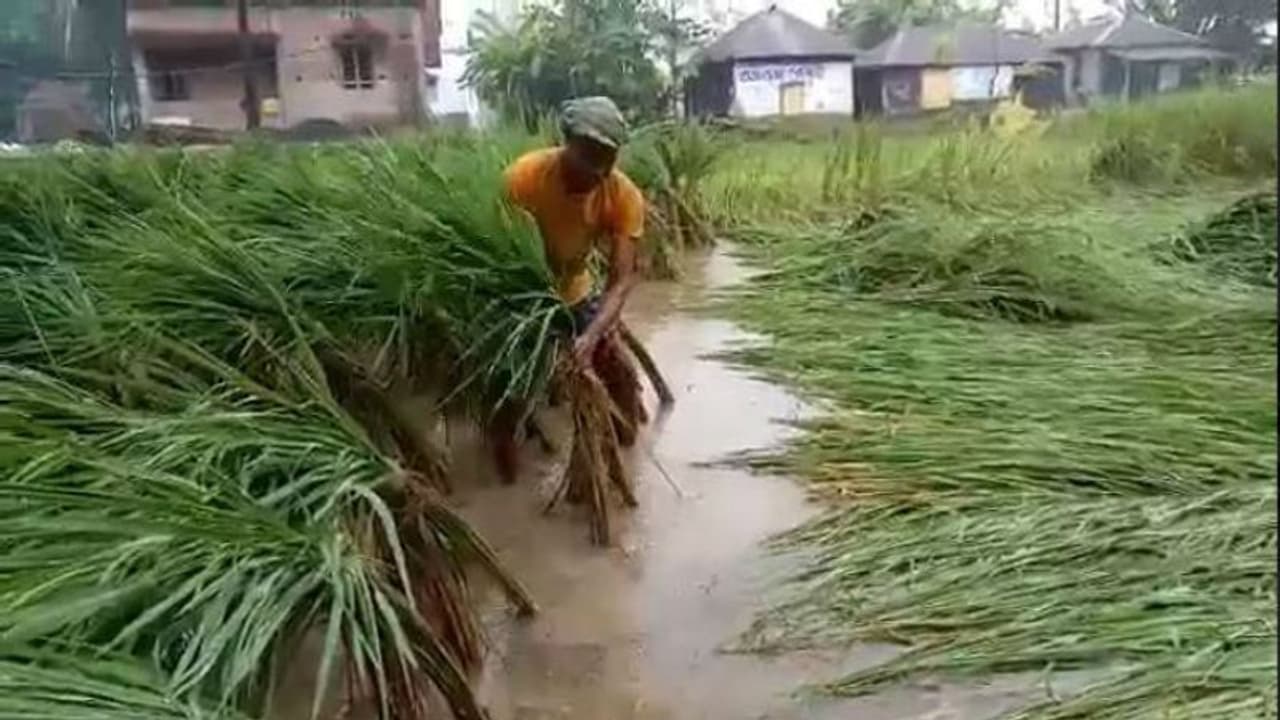 পাকা ধানে মই দিল বুলবুল, কৃষকদের মাথায় হাত