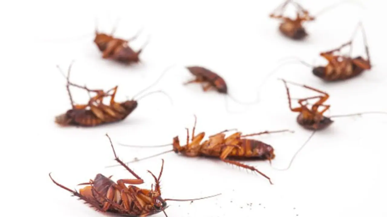 US company offers homeowners Rs 1.5 lakh to release 100 cockroaches into their house
