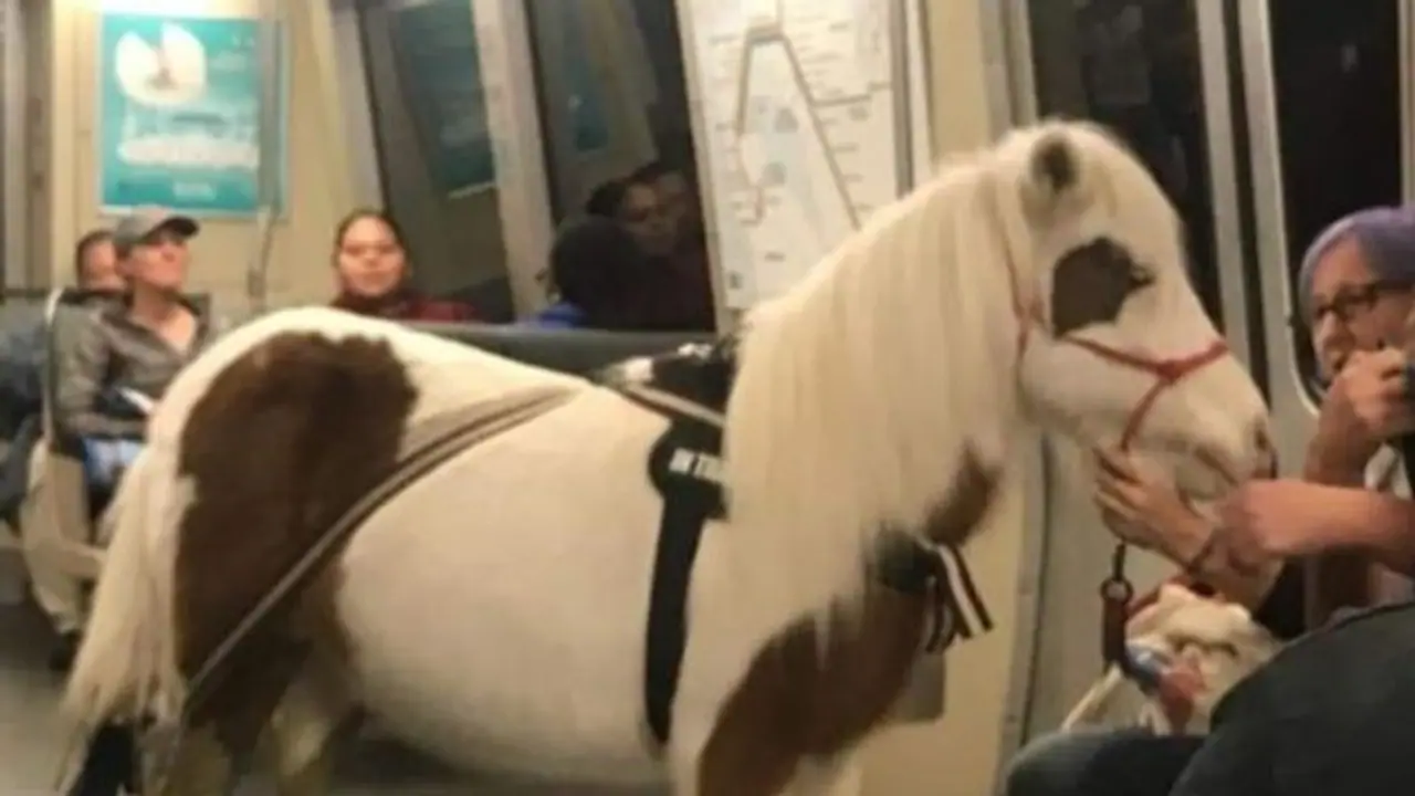 টাট্টু ঘোড়া উঠল ট্রেনে, বেজায় খুশি ক্যালিফোর্নিয়ার যাত্রীরা টাট্টু ঘোড়া উঠল ট্রেনে, বেজায় খুশি ক্যালিফোর্নিয়ার যাত্রীরা