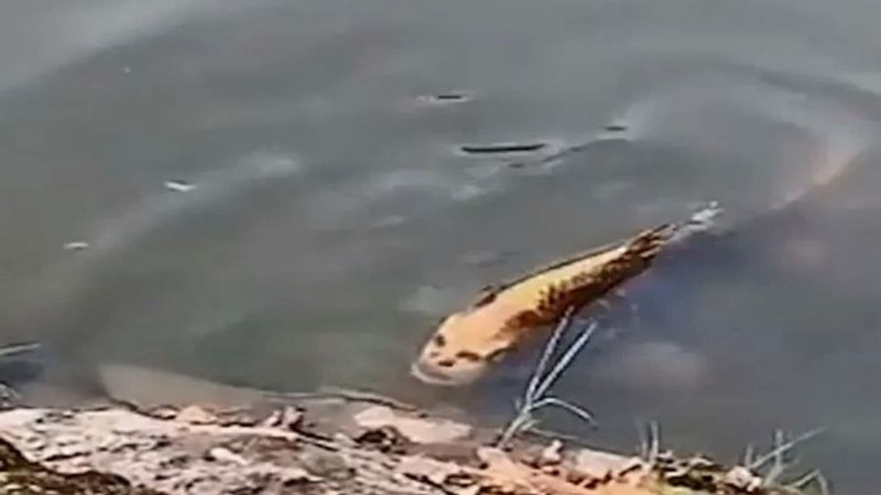 झील में दिखी औरत जैसे चेहरे वाली मछली, वायरल वीडियो में किया जा रहा है दावा झील में दिखी औरत जैसे चेहरे वाली मछली, वायरल वीडियो में किया जा रहा है दावा