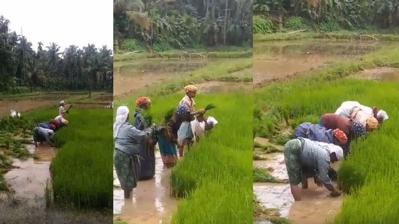'തച്ചോളി ഓമന കുഞ്ഞൊതേനന്‍...' നാട്ടിപ്പാട്ടും പാടി ഒരു ഞാറുനടീല്‍... വീഡിയോ