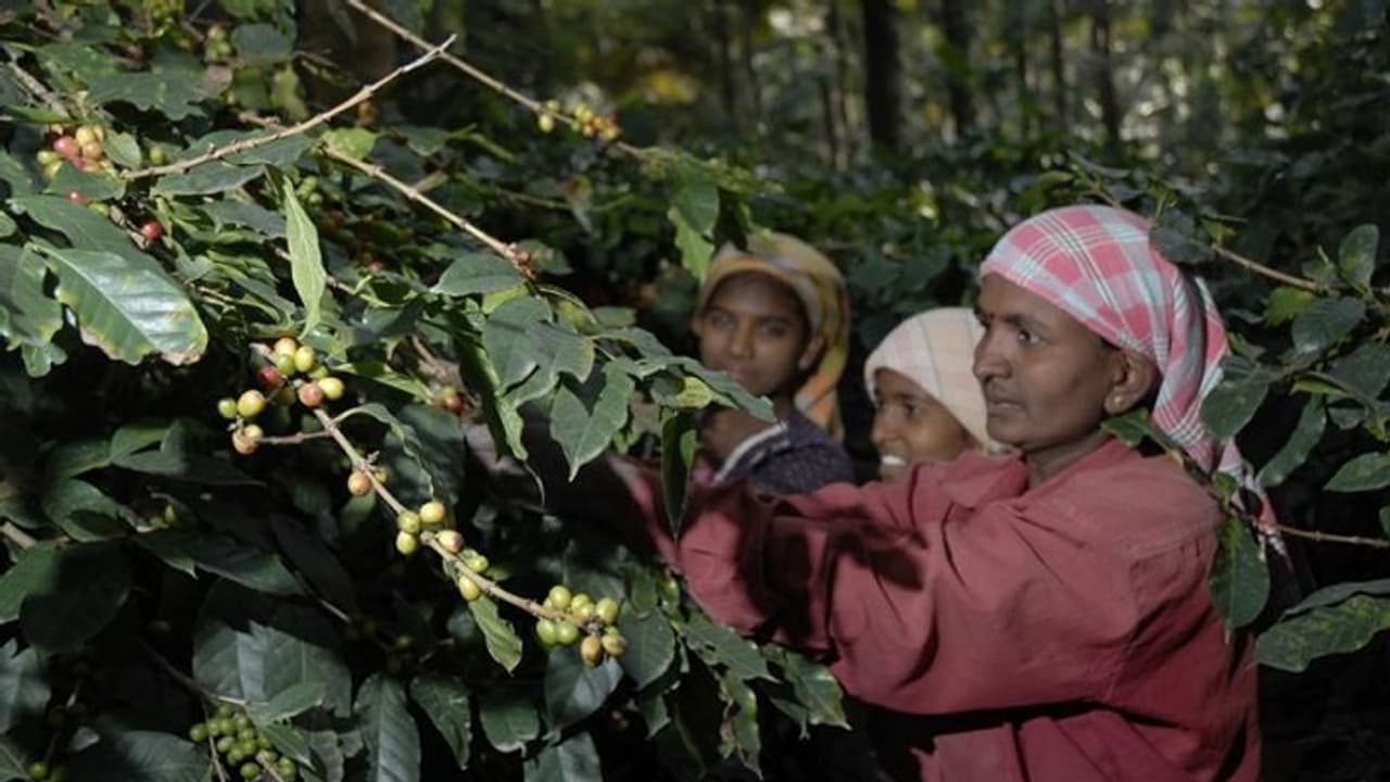 ಕೊಡಗಿನಲ್ಲಿ ಅರೆಬಿಕಾ ಕಾಫಿ ಕೊಯ್ಲು ಆರಂಭ ಕೊಡಗಿನಲ್ಲಿ ಅರೆಬಿಕಾ ಕಾಫಿ ಕೊಯ್ಲು ಆರಂಭ