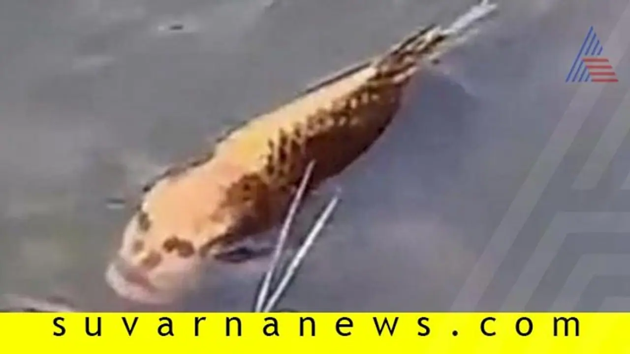 ಚೀನಾ: ಮನುಷ್ಯ ಮುಖ ಹೋಲುವ ಮೀನು ಪತ್ತೆ!