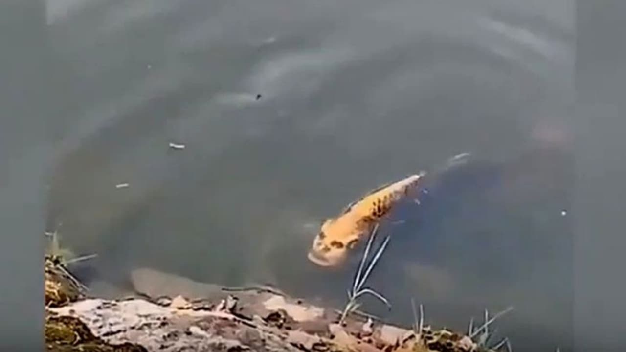 কী কাণ্ড, জলে খেলে বেড়াচ্ছে মানুষের মাথাওয়ালা মাছ, নিমেষে ভাইরাল ভিডিও কী কাণ্ড, জলে খেলে বেড়াচ্ছে মানুষের মাথাওয়ালা মাছ, নিমেষে ভাইরাল ভিডিও