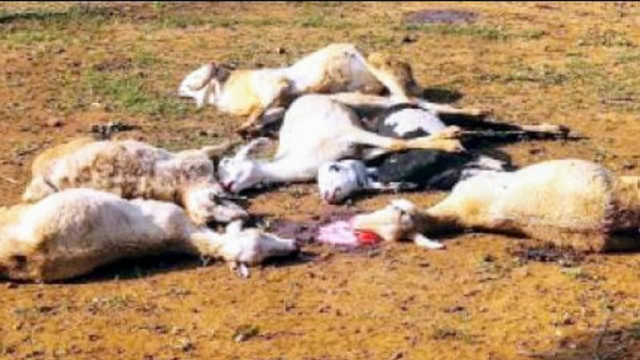 பயங்கர அதிர்ச்சி... விருதுநகர் மாவட்டத்தில் மிரட்டும் ஆந்த்ராக்ஸ் வைரஸ்..!! வாயில் மூக்கில் ரத்தம் வடிந்து உயிரிழந்த 110 ஆடுகள்..!!