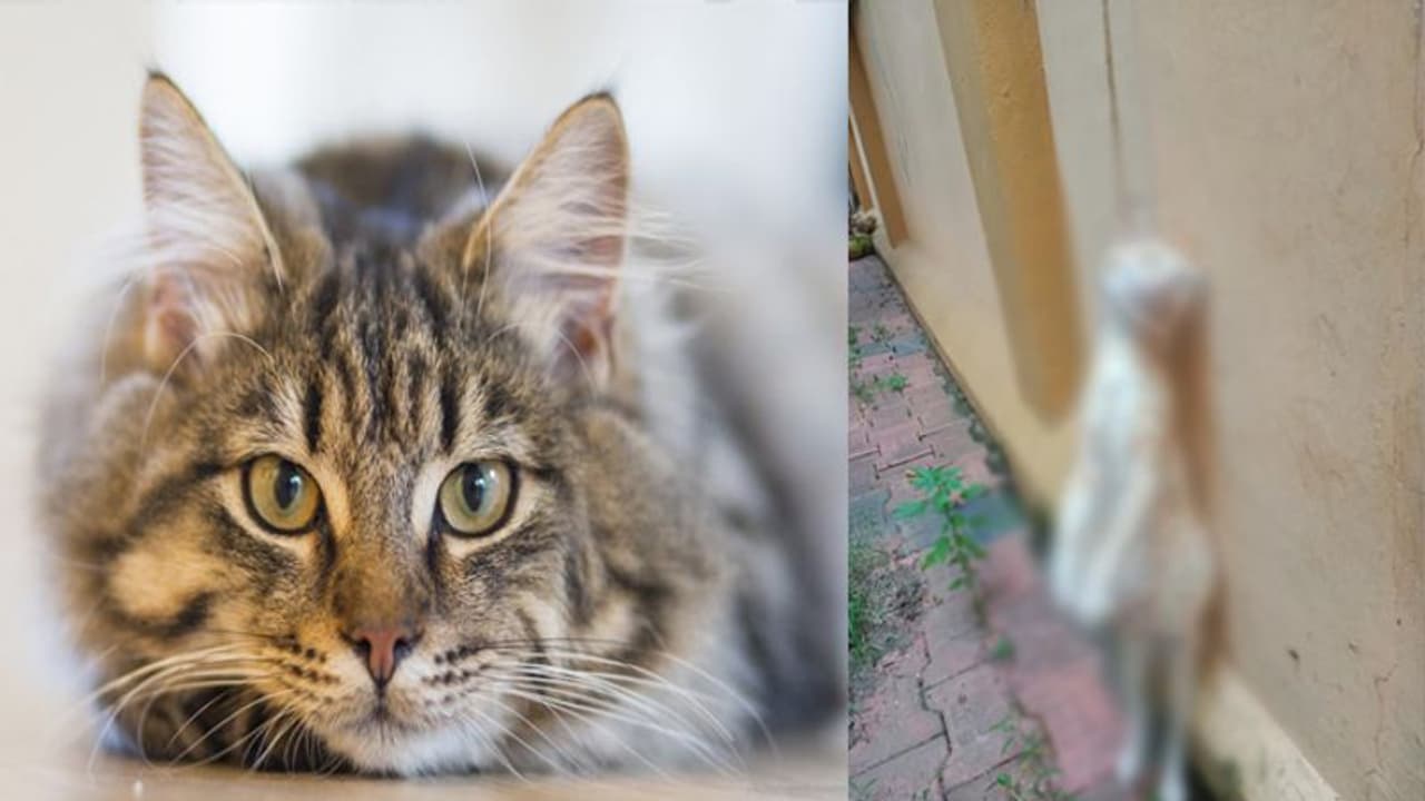 തിരുവനന്തപുരത്ത് ഗര്ഭിണിയായ പൂച്ചയെ കെട്ടിത്തൂക്കി കൊന്നു; പൊലീസ് കേസെടുത്തു തിരുവനന്തപുരത്ത് ഗര്ഭിണിയായ പൂച്ചയെ കെട്ടിത്തൂക്കി കൊന്നു; പൊലീസ് കേസെടുത്തു