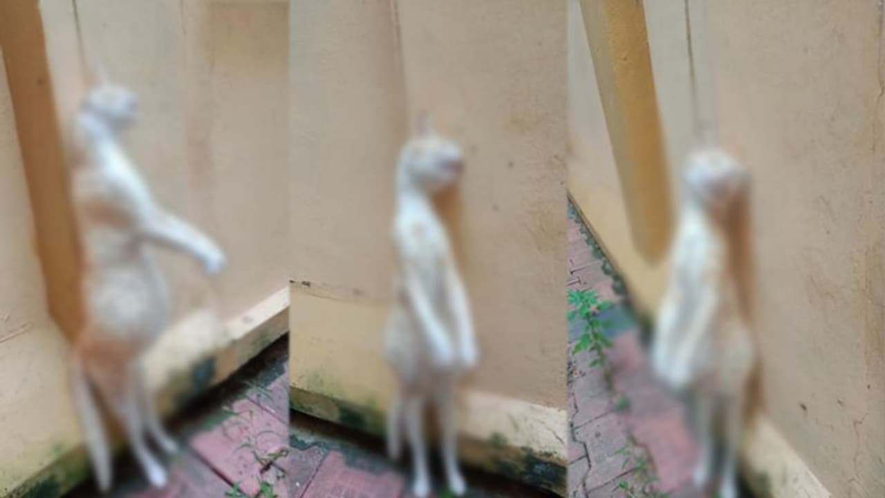 ഗർഭിണിയായ പൂച്ചയെ കെട്ടിത്തൂക്കിയ സംഭവം; പോസ്റ്റ്മോർട്ടം റിപ്പോർട്ട് പുറത്ത് ഗർഭിണിയായ പൂച്ചയെ കെട്ടിത്തൂക്കിയ സംഭവം; പോസ്റ്റ്മോർട്ടം റിപ്പോർട്ട് പുറത്ത്