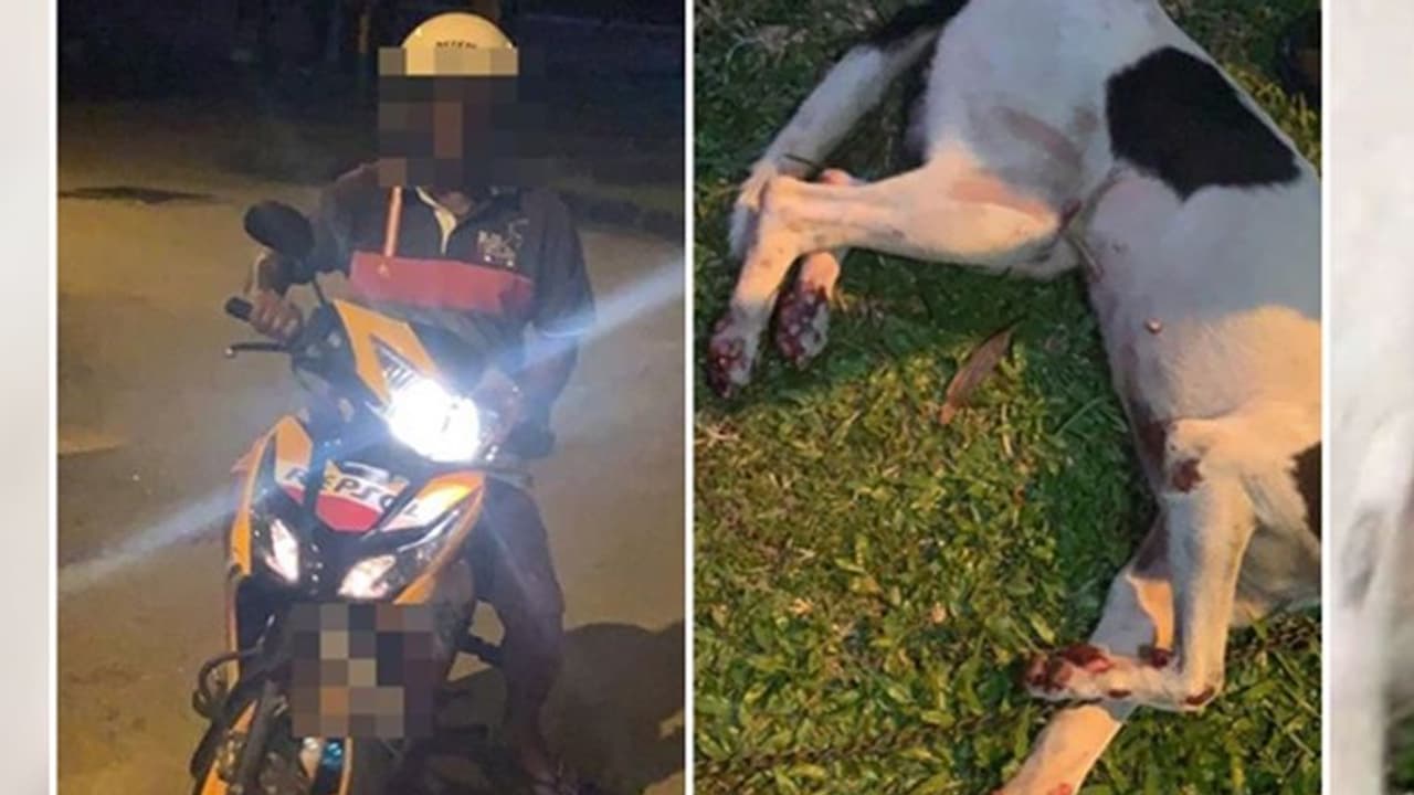 पंजे से निकलता रहा खून, कुत्ते को बाइक से बांध घसीटता रहा हैवान पंजे से निकलता रहा खून, कुत्ते को बाइक से बांध घसीटता रहा हैवान