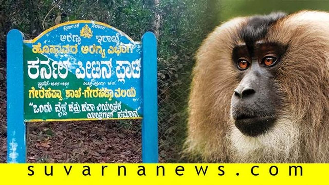 ಜೋಗಕ್ಕೆ ಹೋಗುವವರು ಗೇರುಸೊಪ್ಪವನ್ನು ನೋಡೋದು ಮಿಸ್ ಮಾಡ್ಕೋಬೇಡಿ! ಜೋಗಕ್ಕೆ ಹೋಗುವವರು ಗೇರುಸೊಪ್ಪವನ್ನು ನೋಡೋದು ಮಿಸ್ ಮಾಡ್ಕೋಬೇಡಿ!