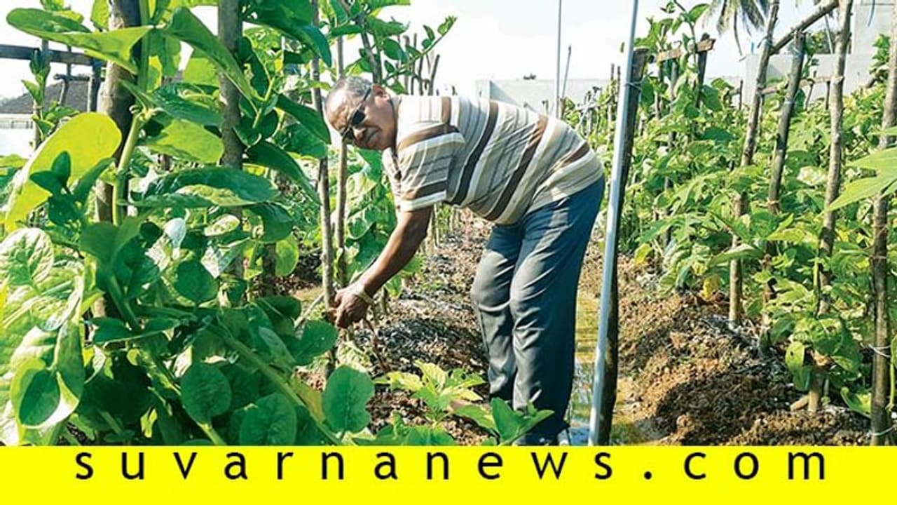 ಬಂಟ್ವಾಳದಲ್ಲಿ ಪಪ್ಪಾಯ ಫಾದರ್; ಯಾರಿದು ಗ್ರೆಗರ್ ಫಿರೇರಾ? ಬಂಟ್ವಾಳದಲ್ಲಿ ಪಪ್ಪಾಯ ಫಾದರ್; ಯಾರಿದು ಗ್ರೆಗರ್ ಫಿರೇರಾ?