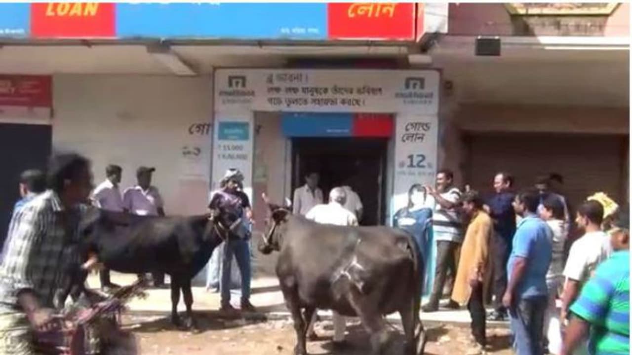 জোড়া গরু নিয়ে গোল্ড লোনের অফিসে, গড়িয়ায় ঋণ চাইলেন 'বেকার যুবকরা' জোড়া গরু নিয়ে গোল্ড লোনের অফিসে, গড়িয়ায় ঋণ চাইলেন 'বেকার যুবকরা'