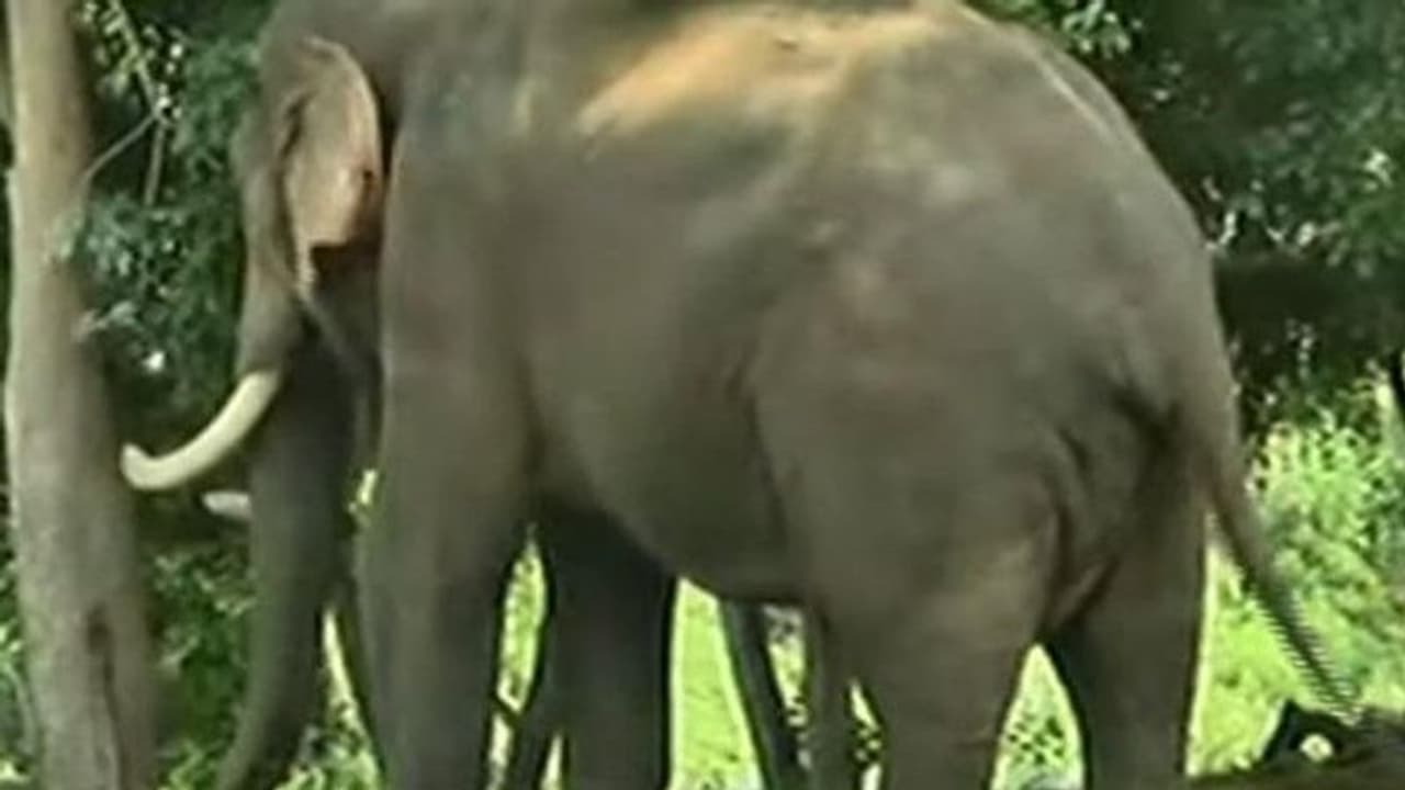 ചിന്നക്കനാലില് വയോധികനെ കാട്ടാന ചവിട്ടിക്കൊന്നു; പ്രദേശത്ത് കാട്ടാന ശല്യം രൂക്ഷമെന്ന് നാട്ടുകാർ ചിന്നക്കനാലില് വയോധികനെ കാട്ടാന ചവിട്ടിക്കൊന്നു; പ്രദേശത്ത് കാട്ടാന ശല്യം രൂക്ഷമെന്ന് നാട്ടുകാർ