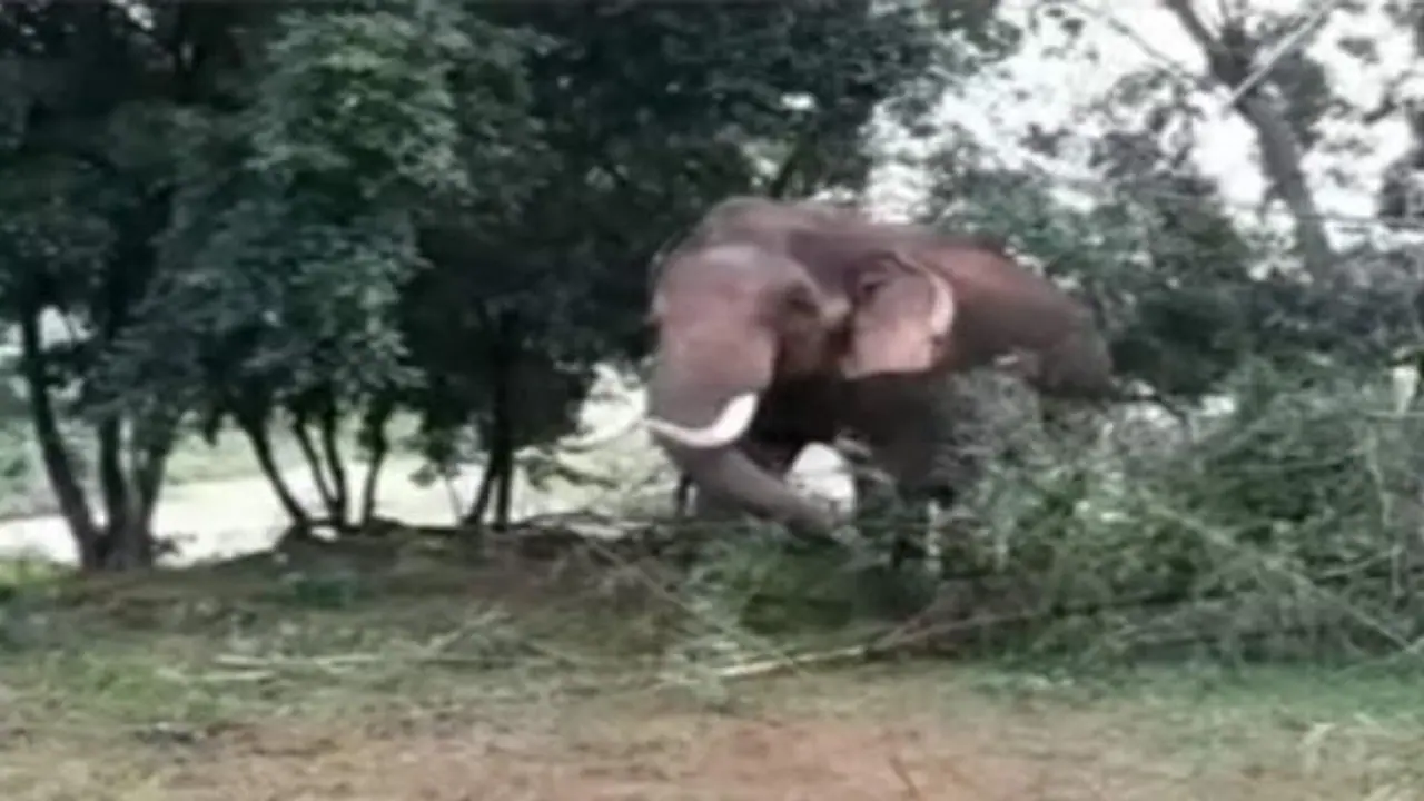 அட்டகாசம் செய்யும் 'அரிசி ராஜா' காட்டுயானை..! மலைக் கோவிலில் தஞ்சமடைந்த கிராமவாசிகள்..! அட்டகாசம் செய்யும் 'அரிசி ராஜா' காட்டுயானை..! மலைக் கோவிலில் தஞ்சமடைந்த கிராமவாசிகள்..!