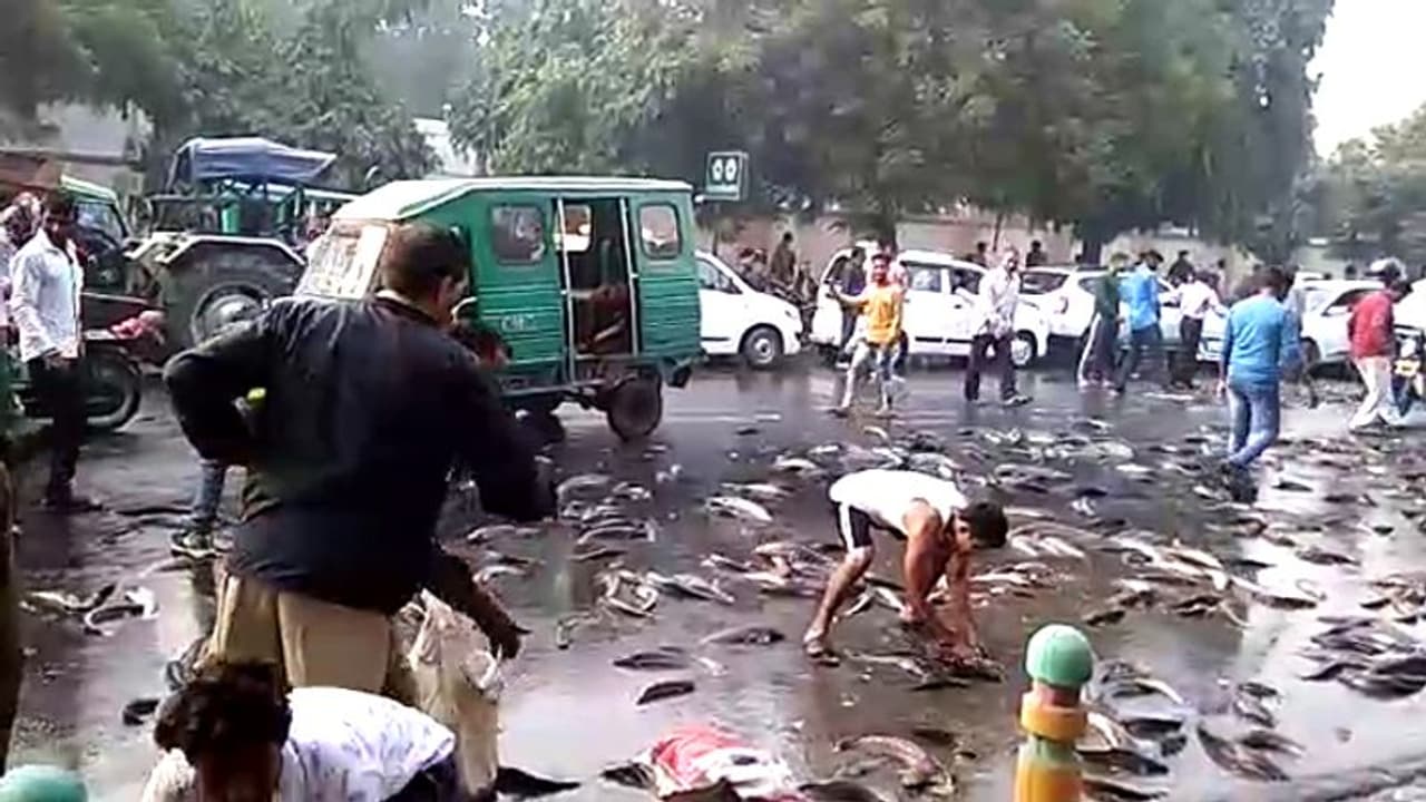 PHOTOS: यहां सड़क पर तड़पती दिखीं सैकड़ों मछलियां, जिसके हाथ में जो लगा लेकर भागा PHOTOS: यहां सड़क पर तड़पती दिखीं सैकड़ों मछलियां, जिसके हाथ में जो लगा लेकर भागा