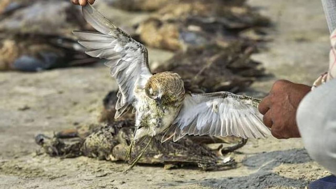 ദേശാടനക്കിളികൾ ഒന്നിനുപിറകെ ഒന്നായി ചത്തുവീഴുന്നു, കാരണമറിയാതെ ഭയപ്പാടിലമർന്ന് ഒരു പ്രദേശം ദേശാടനക്കിളികൾ ഒന്നിനുപിറകെ ഒന്നായി ചത്തുവീഴുന്നു, കാരണമറിയാതെ ഭയപ്പാടിലമർന്ന് ഒരു പ്രദേശം