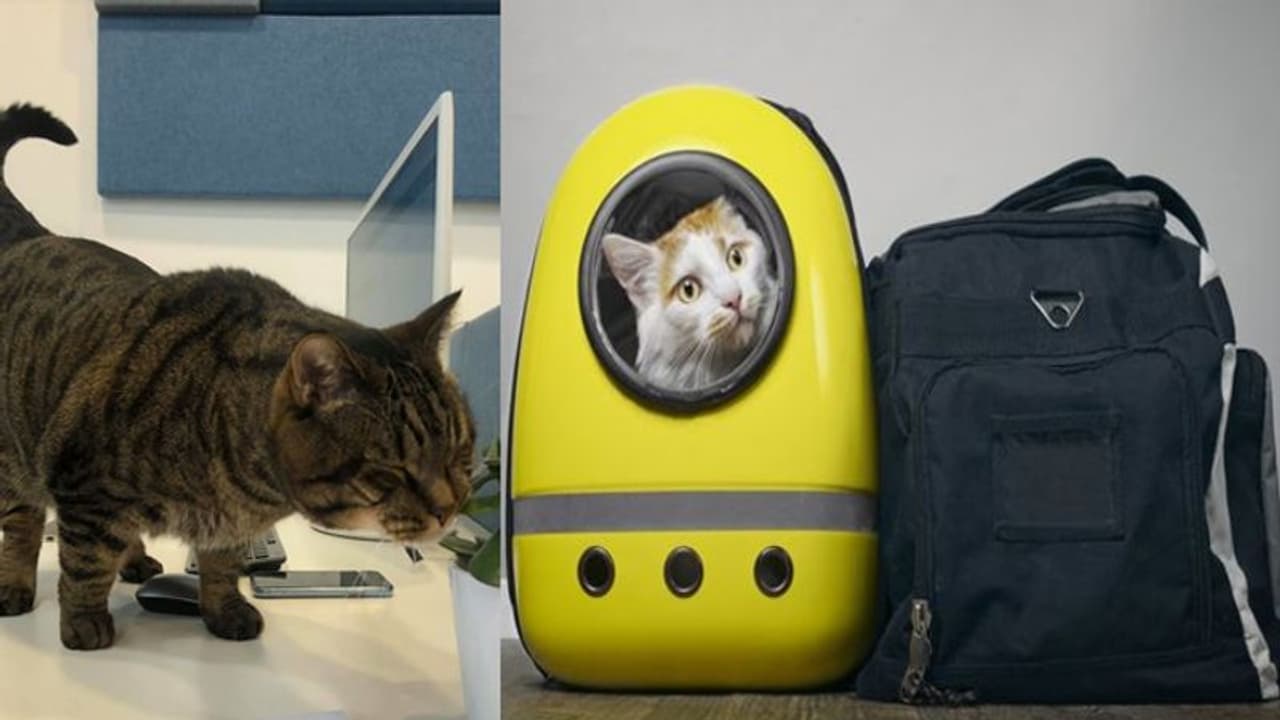 അമിതഭാരമുള്ള പൂച്ചയെ വിമാനത്തില് കയറ്റാന് യുവാവിന്റെ തട്ടിപ്പ് ; ശിക്ഷാനടപടിയുമായി വിമാനക്കമ്പനി അമിതഭാരമുള്ള പൂച്ചയെ വിമാനത്തില് കയറ്റാന് യുവാവിന്റെ തട്ടിപ്പ് ; ശിക്ഷാനടപടിയുമായി വിമാനക്കമ്പനി