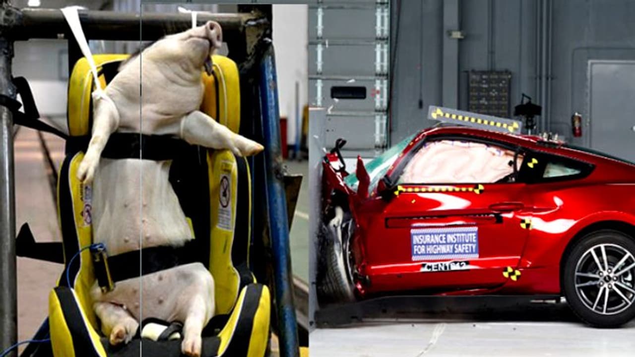 ക്രാഷ് ടെസ്റ്റിന് കാറില് ജീവനുള്ള പന്നികള്; ചങ്കുപിളര്ക്കുന്ന ക്രൂരത 'ചങ്കിലെ ചൈന'യില്! ക്രാഷ് ടെസ്റ്റിന് കാറില് ജീവനുള്ള പന്നികള്; ചങ്കുപിളര്ക്കുന്ന ക്രൂരത 'ചങ്കിലെ ചൈന'യില്!