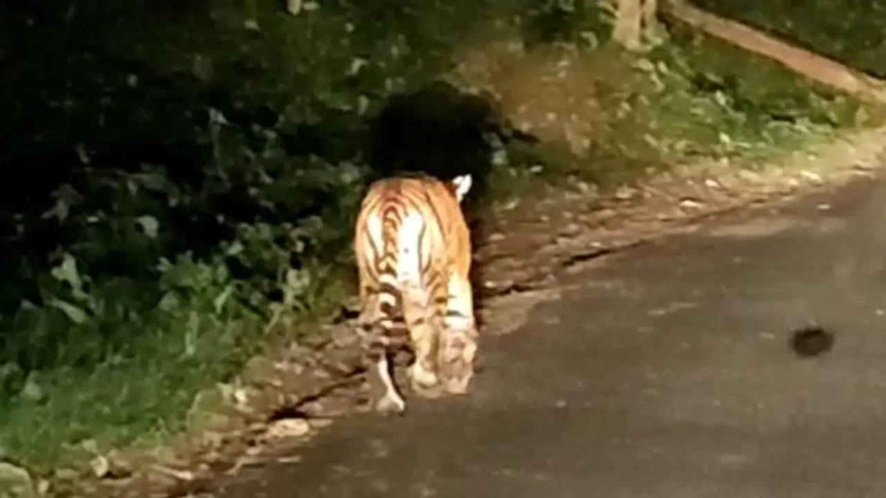 ದಕ್ಷಿಣ ಕೊಡಗಿನಲ್ಲಿ ನಿಲ್ಲದ ಹುಲಿ ಹಾವಳಿ..! ದಕ್ಷಿಣ ಕೊಡಗಿನಲ್ಲಿ ನಿಲ್ಲದ ಹುಲಿ ಹಾವಳಿ..!