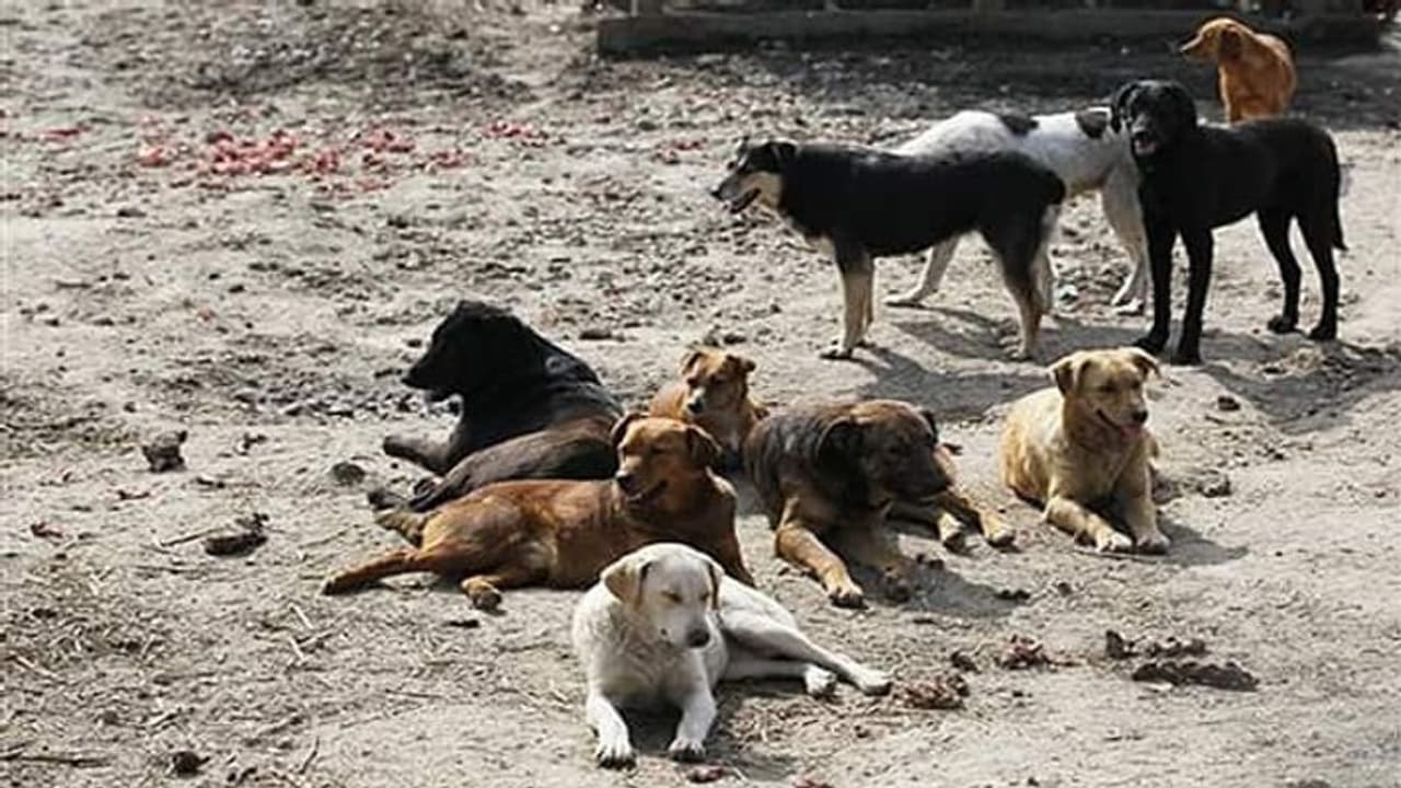 ಬಾಯಾರಿಕೆಯಿಂದ ನರಳುತ್ತಿರುವ ಶ್ವಾನಗಳು: ನಾಯಿಗಳ ಹಸಿವು ನೀಗಿಸಿದ ಪ್ರಾಣಿಪ್ರಿಯರು ಬಾಯಾರಿಕೆಯಿಂದ ನರಳುತ್ತಿರುವ ಶ್ವಾನಗಳು: ನಾಯಿಗಳ ಹಸಿವು ನೀಗಿಸಿದ ಪ್ರಾಣಿಪ್ರಿಯರು