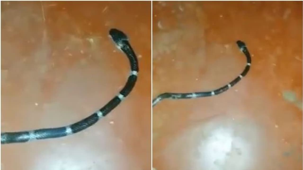 വീട്ടിനുള്ളിലേക്ക് ഇഴഞ്ഞെത്തി വിഷപ്പാമ്പ്; വീട്ടുകാര് രക്ഷപ്പെട്ടത് തലനാരിഴയ്ക്ക്, വീഡിയോ വൈറല് വീട്ടിനുള്ളിലേക്ക് ഇഴഞ്ഞെത്തി വിഷപ്പാമ്പ്; വീട്ടുകാര് രക്ഷപ്പെട്ടത് തലനാരിഴയ്ക്ക്, വീഡിയോ വൈറല്