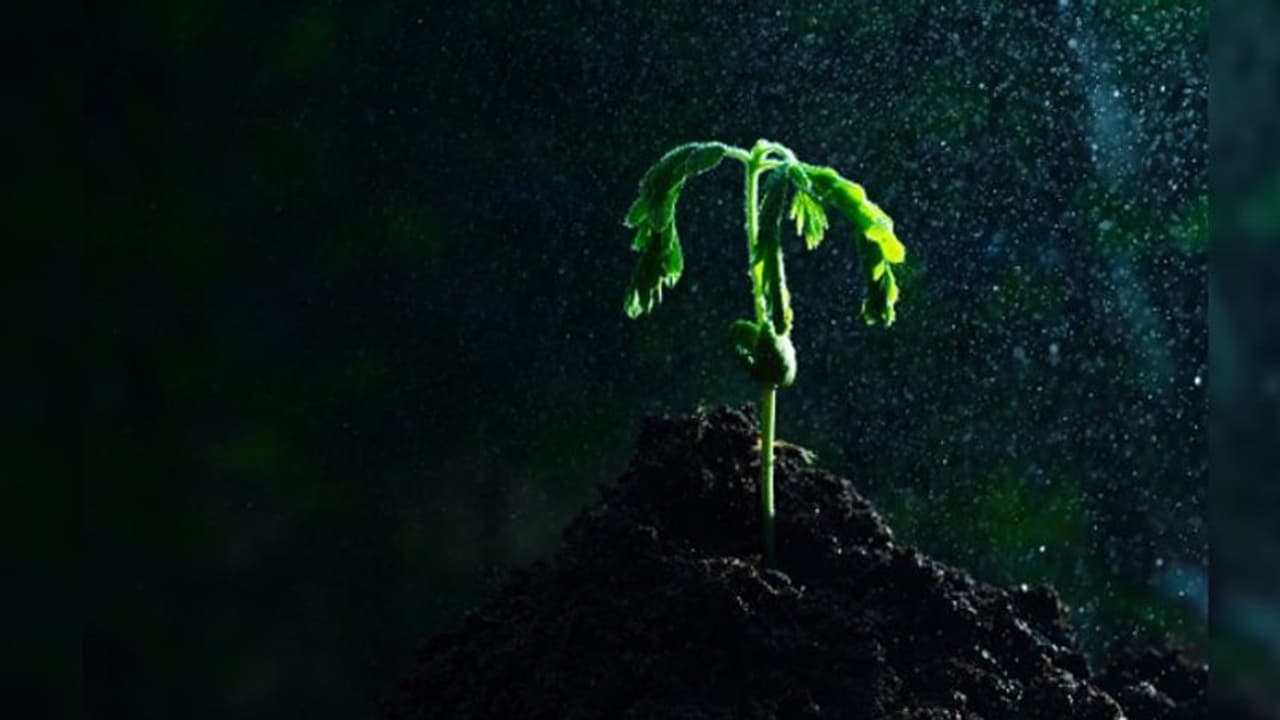 'নিরাময় গাছ'এর জাদু ছোঁয়া পেতে দুই মাসে ভিড় আড়াই লক্ষ, পুলিশ ছুঁতেই ঘটে গেল ধুন্ধুমার 'নিরাময় গাছ'এর জাদু ছোঁয়া পেতে দুই মাসে ভিড় আড়াই লক্ষ, পুলিশ ছুঁতেই ঘটে গেল ধুন্ধুমার