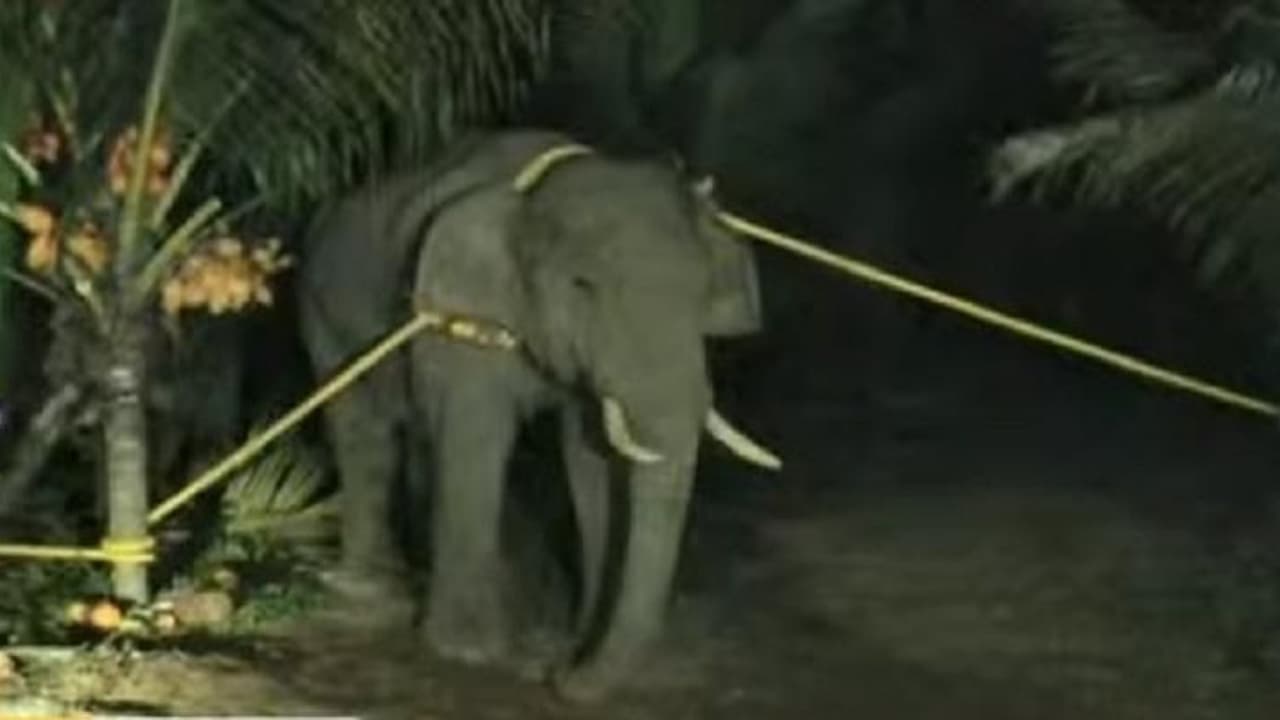 அரிசி ராஜாவை அட்சித் தூக்கிய வனத்துறை !! பொள்ளாச்சி அருகே பிடிபட்டது !!