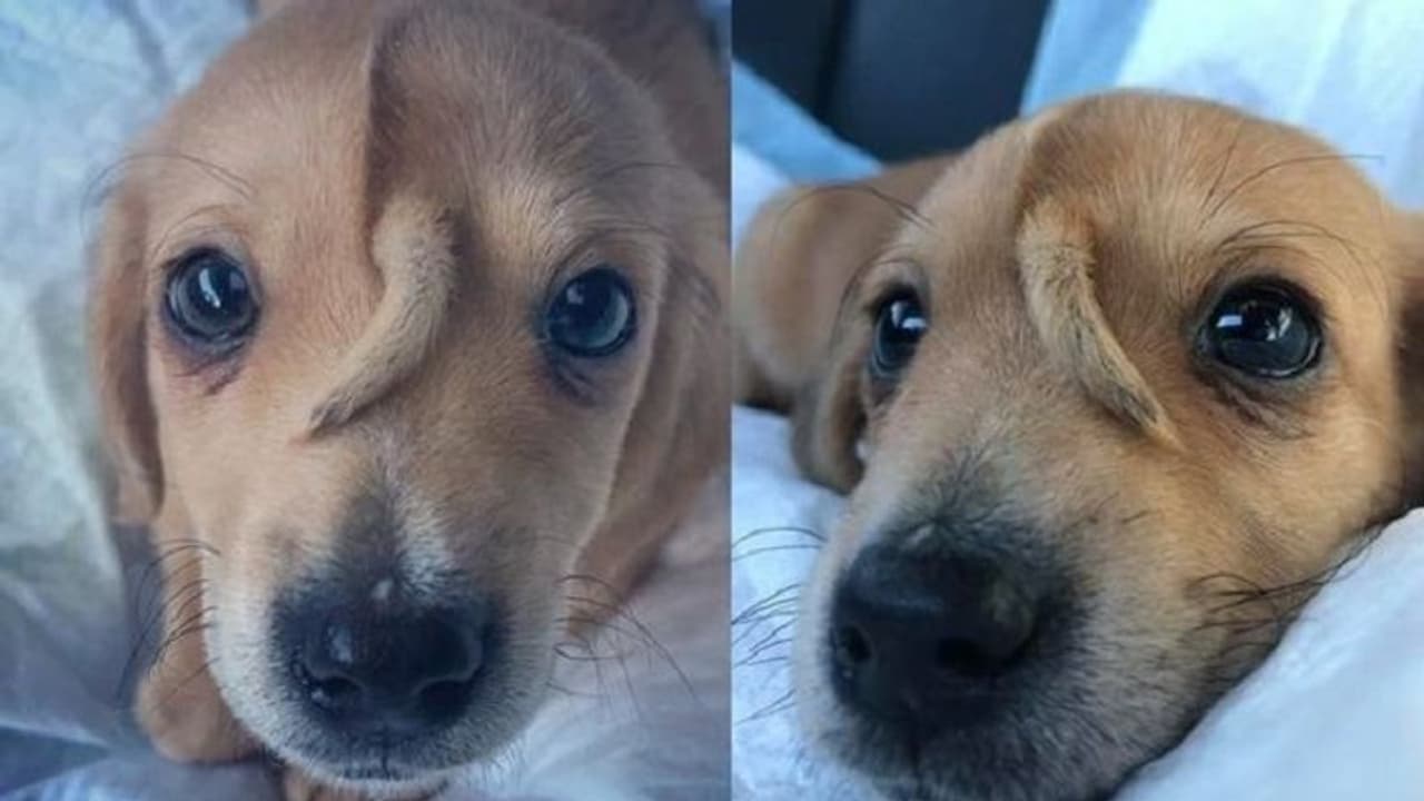 इस डॉगी के माथे पर है पूंछ इस डॉगी के माथे पर है पूंछ