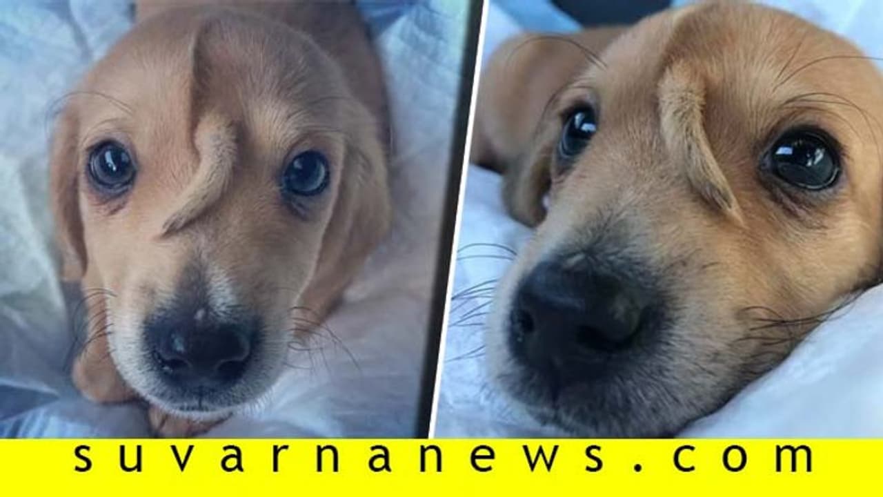 ಮುದ್ದಾದ ನಾಯಿ ಮರಿಯ ಮುಖದ ಮೇಲೊಂದು ಪುಟ್ಟ ಬಾಲ! ಮುದ್ದಾದ ನಾಯಿ ಮರಿಯ ಮುಖದ ಮೇಲೊಂದು ಪುಟ್ಟ ಬಾಲ!