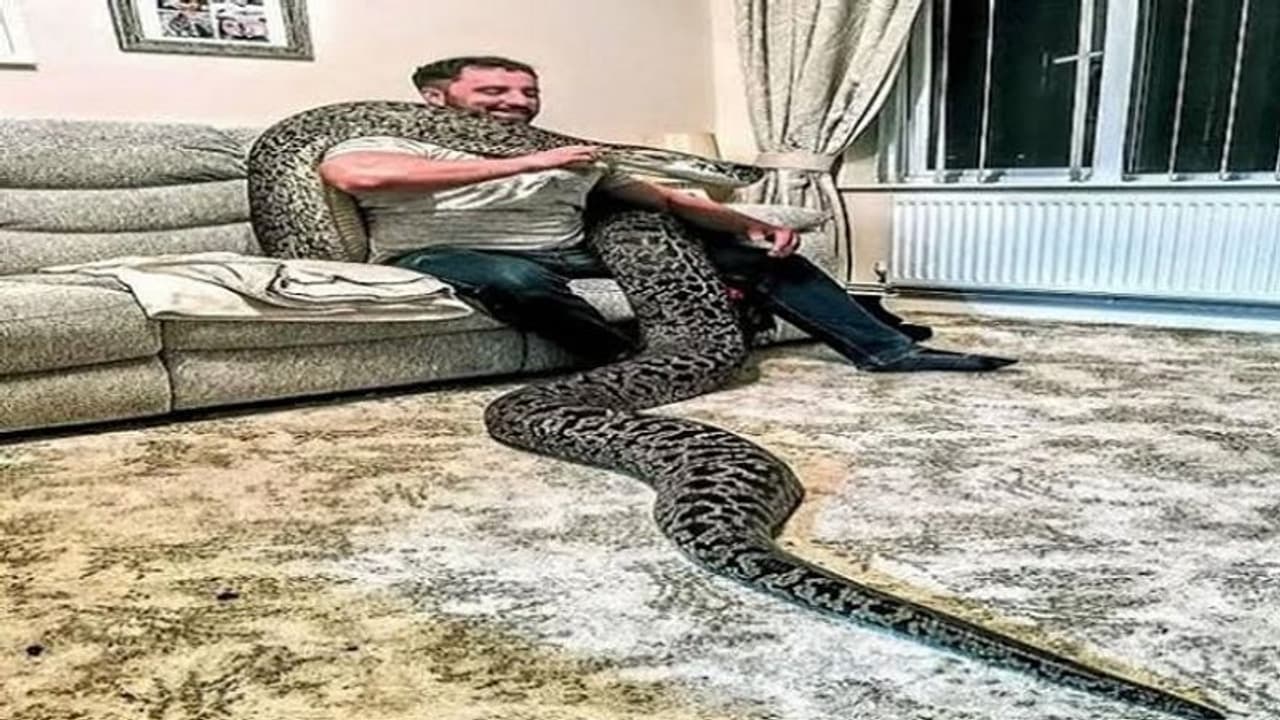 सांपों को पालने का शौकीन है यह शख्स, रहता है 18 फीट के अजगर के साथ सांपों को पालने का शौकीन है यह शख्स, रहता है 18 फीट के अजगर के साथ