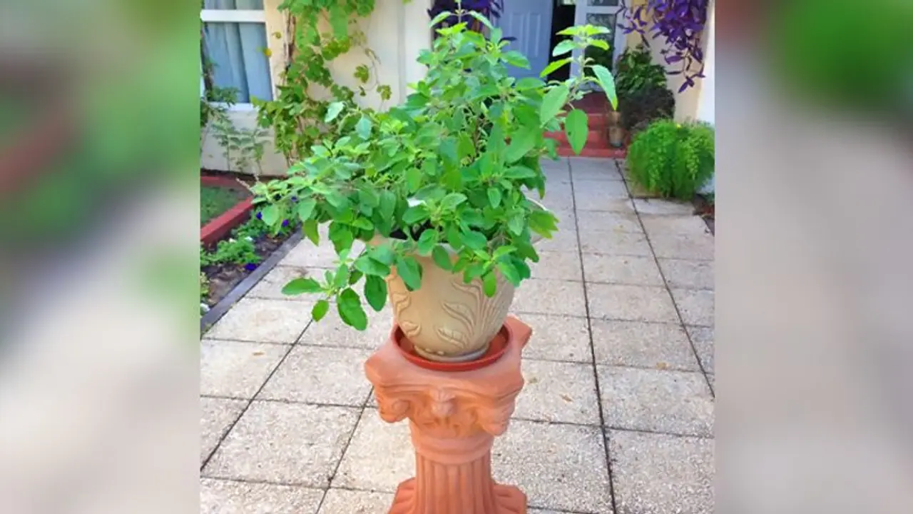 ಭಾನುವಾರ, ಏಕಾದಶಿ ದಿನ ತುಳಸಿಗೆ ನೀರು ಹಾಕಬಾರದು, ಏಕೆ ಗೊತ್ತಾ?