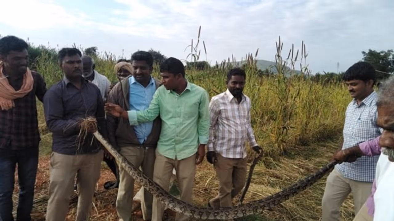 ತುಮಕೂರು: ರಾಗಿ ಹೊಲದಲ್ಲಿತ್ತು ಬೃಹತ್ ಗಾತ್ರದ ಎರಡು ಹೆಬ್ಬಾವು..! ತುಮಕೂರು: ರಾಗಿ ಹೊಲದಲ್ಲಿತ್ತು ಬೃಹತ್ ಗಾತ್ರದ ಎರಡು ಹೆಬ್ಬಾವು..!