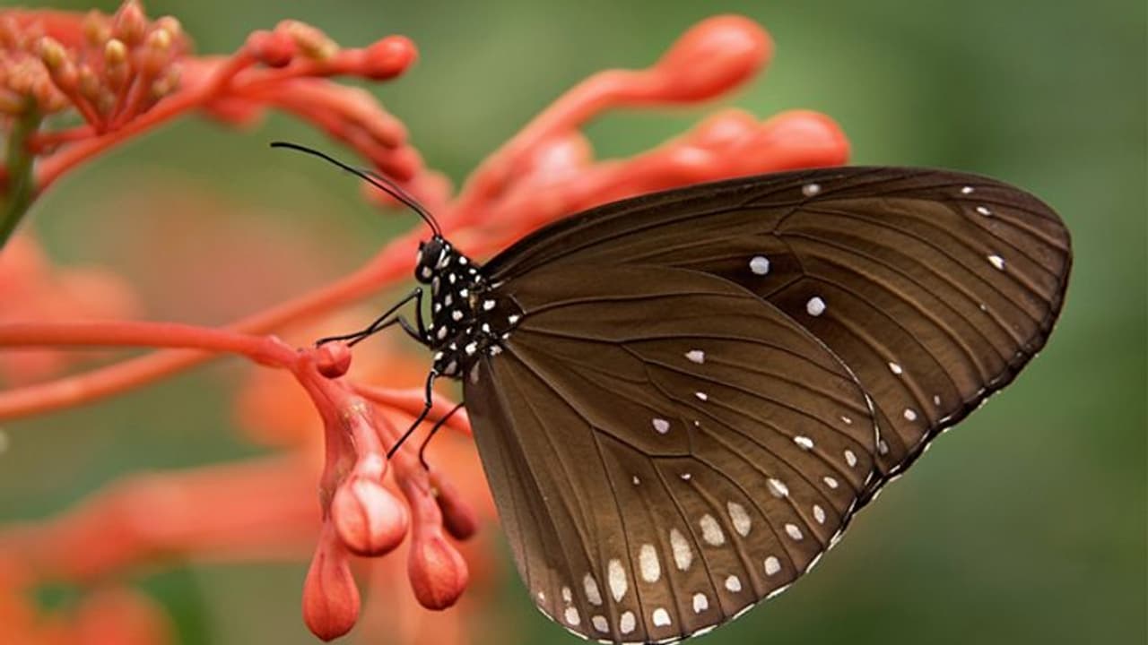 ರೈತರಿಗೆ ಸಂತಸದ ಸುದ್ದಿ: ಚಿಟ್ಟೆ ಗುರುತು ಹೇಳಲು ಬಂದಿದೆ ಆ್ಯಪ್‌