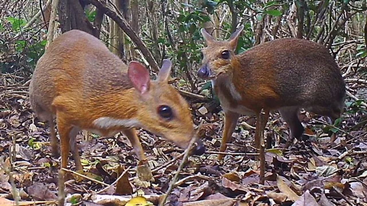 മാനോ എലിയോ? എങ്ങും കാണാനില്ലാതിരുന്ന സുന്ദരന്മൃഗത്തെ പകര്ത്തി ക്യാമറകള് മാനോ എലിയോ? എങ്ങും കാണാനില്ലാതിരുന്ന സുന്ദരന്മൃഗത്തെ പകര്ത്തി ക്യാമറകള്