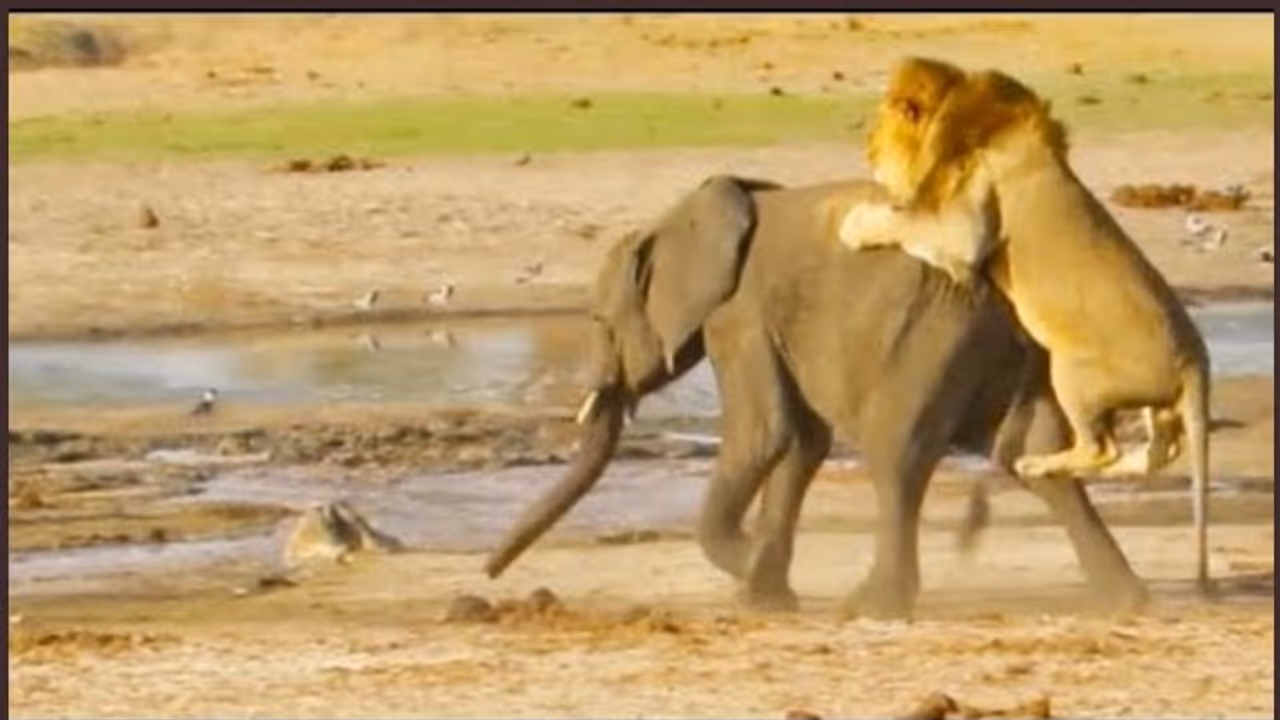 ആനക്കുട്ടിയെ വേട്ടയാടി സിംഹക്കൂട്ടം ഞെട്ടിപ്പിക്കുന്ന ദൃശ്യങ്ങള് ആനക്കുട്ടിയെ വേട്ടയാടി സിംഹക്കൂട്ടം ഞെട്ടിപ്പിക്കുന്ന ദൃശ്യങ്ങള്