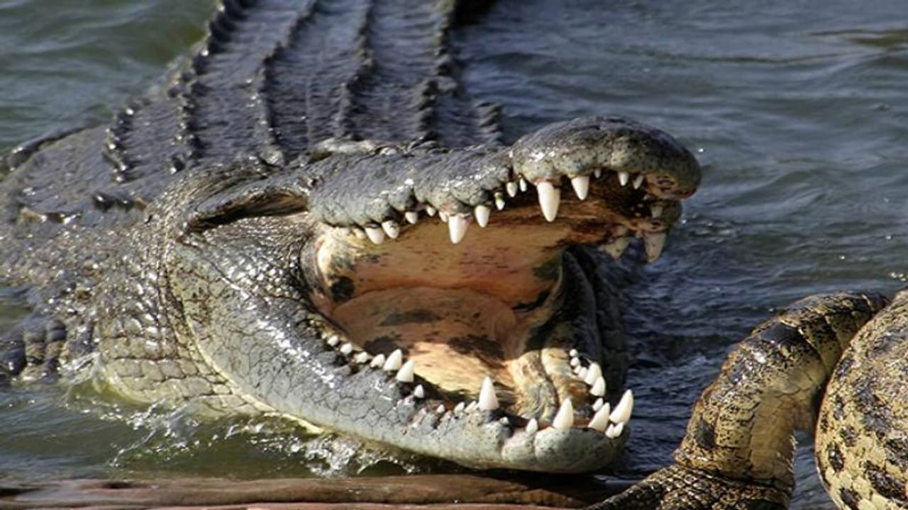 खाने के लिए पानी में बहन को खींचने लगा मगरमच्छ, 15 साल के भाई ने लगा दी जान की बाजी, फिर... खाने के लिए पानी में बहन को खींचने लगा मगरमच्छ, 15 साल के भाई ने लगा दी जान की बाजी, फिर...