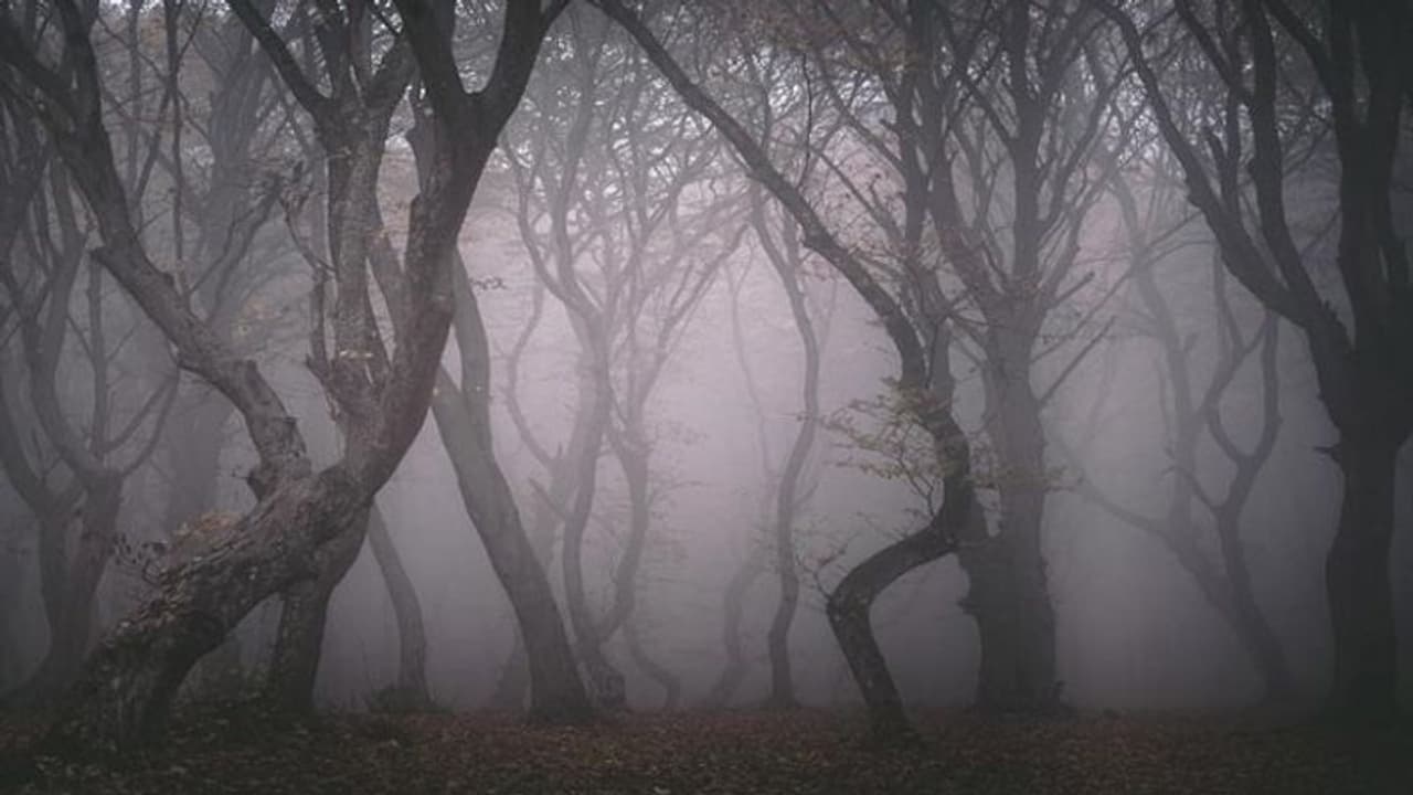 इस जंगल में पलक झपकते गायब हो जाते हैं लोग इस जंगल में पलक झपकते गायब हो जाते हैं लोग