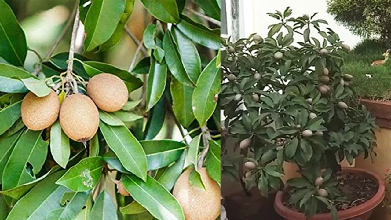 ബോണ്സായ് സപ്പോട്ടയ്ക്ക് മധുരം കൂടുതലോ? ബോണ്സായ് കൃഷി വിജയിപ്പിക്കാന് എന്തുചെയ്യാം? ബോണ്സായ് സപ്പോട്ടയ്ക്ക് മധുരം കൂടുതലോ? ബോണ്സായ് കൃഷി വിജയിപ്പിക്കാന് എന്തുചെയ്യാം?