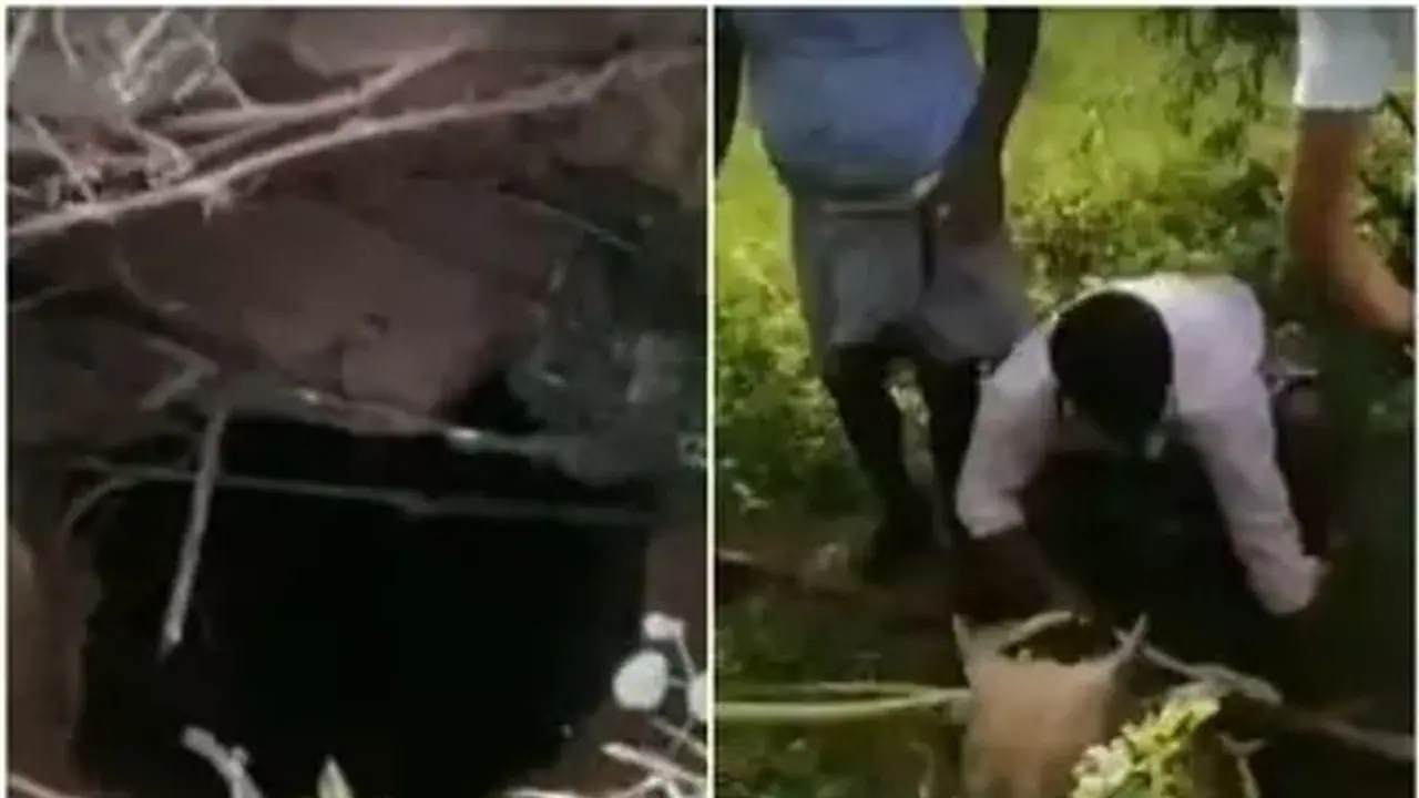 ஆழ்துளைக்கிணற்றில் சிக்கிய கோவில் காளை..! மதுரையில் பரபரப்பு..! ஆழ்துளைக்கிணற்றில் சிக்கிய கோவில் காளை..! மதுரையில் பரபரப்பு..!