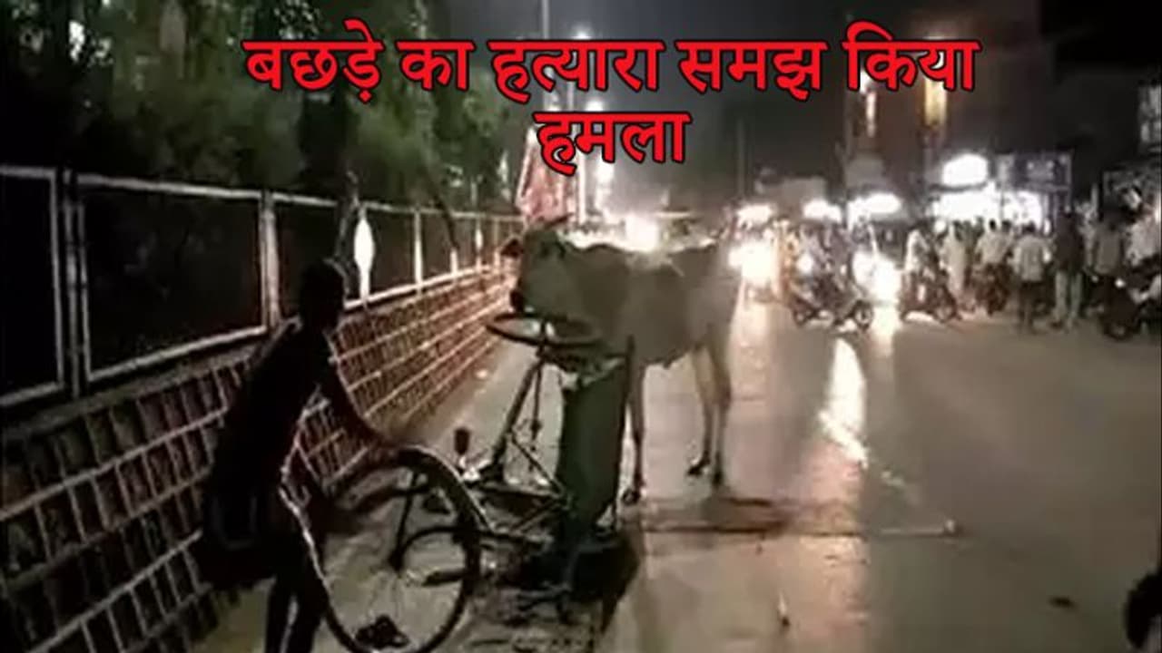 बछड़े का शव हटाने वाले को गाय मान बैठी हत्यारा, 2 हफ्ते बाद दिखा तो बीच सड़क कर दिया हमला बछड़े का शव हटाने वाले को गाय मान बैठी हत्यारा, 2 हफ्ते बाद दिखा तो बीच सड़क कर दिया हमला
