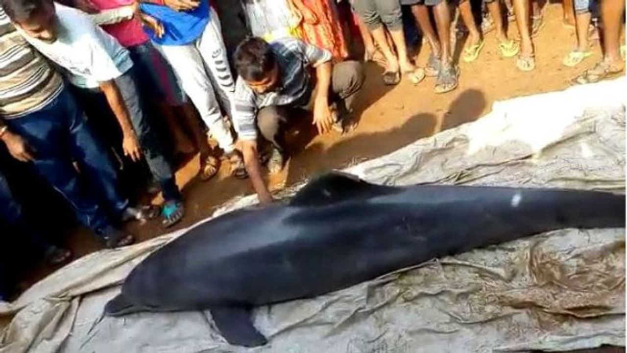 খালের জলে খেলা দেখিয়ে বেঘোরে মৃত্যু ডলফিনের, কাঠগড়ায় বন দফতর খালের জলে খেলা দেখিয়ে বেঘোরে মৃত্যু ডলফিনের, কাঠগড়ায় বন দফতর