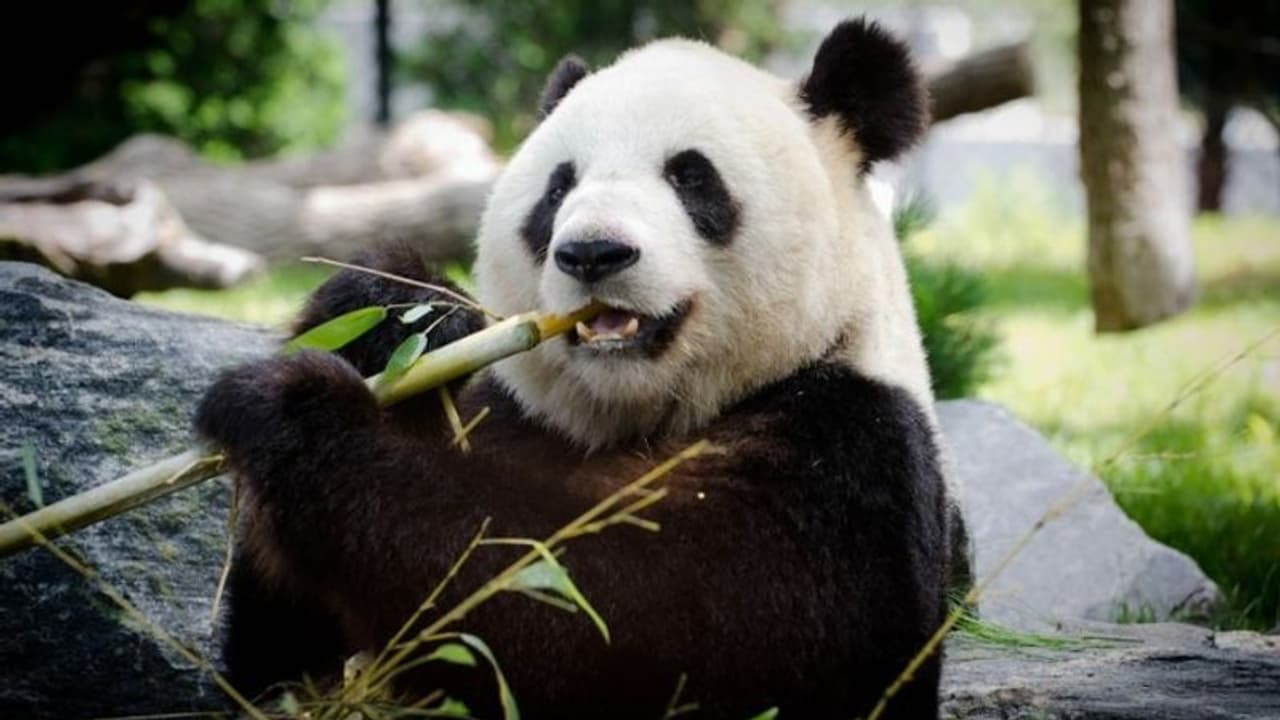 লকডাউনের এই কঠিন সময়েও মুখে হাসি ফুটিয়েছে এই ভিডিওগুলি