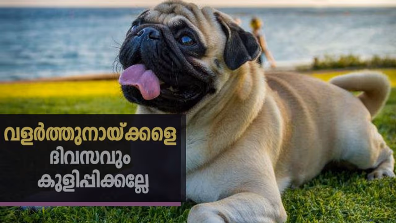 ഇക്കാര്യങ്ങള് ശ്രദ്ധിച്ചില്ലെങ്കില് അരുമമൃഗങ്ങള്ക്ക് അസുഖം വരാം... ഇക്കാര്യങ്ങള് ശ്രദ്ധിച്ചില്ലെങ്കില് അരുമമൃഗങ്ങള്ക്ക് അസുഖം വരാം...