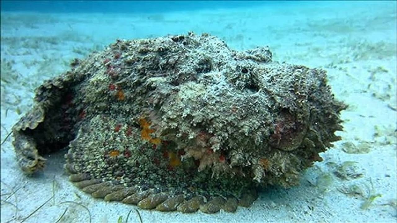 सायनाइड से भी खतरनाक है इसका जहर सायनाइड से भी खतरनाक है इसका जहर